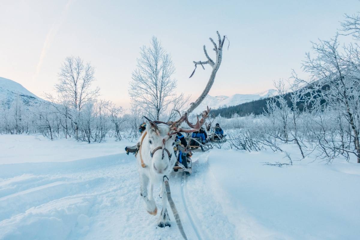 特罗姆瑟winter reindeers