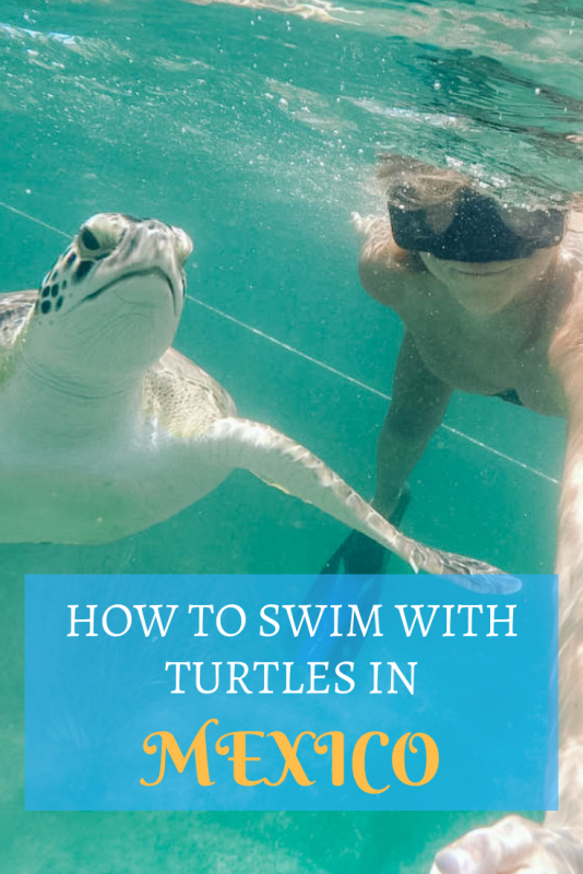 How to Swim with Turtles in Mexico