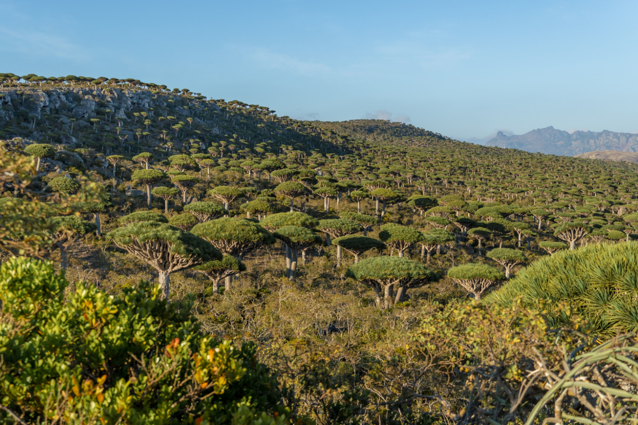 dragon blood trees Socotra